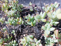 Lampranthus falciformis