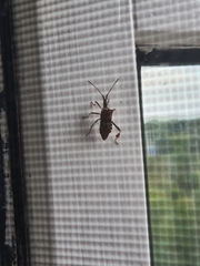 Leptoglossus occidentalis
