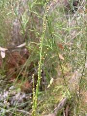 Baloskion tetraphyllum