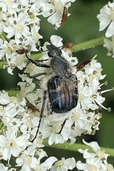 Trichiotinus assimilis