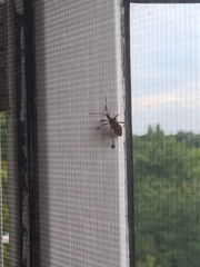 Leptoglossus occidentalis