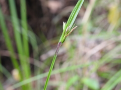 Scleria mackaviensis