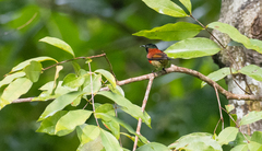 Leptocoma sperata
