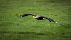 Caracara