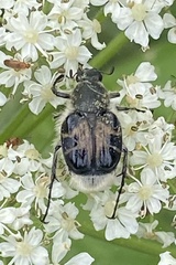 Trichiotinus assimilis