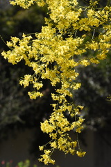 Parkinsonia florida