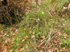 Scleria mackaviensis