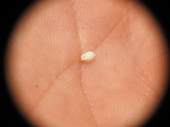 Scleria mackaviensis