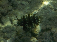 Novaculichthys taeniourus