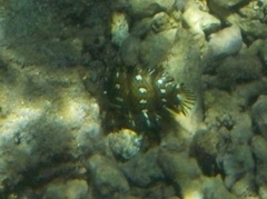 Novaculichthys taeniourus