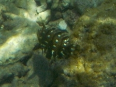 Novaculichthys taeniourus