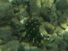Novaculichthys taeniourus