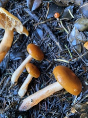 Lactarius subviscidus