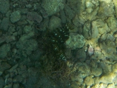 Novaculichthys taeniourus