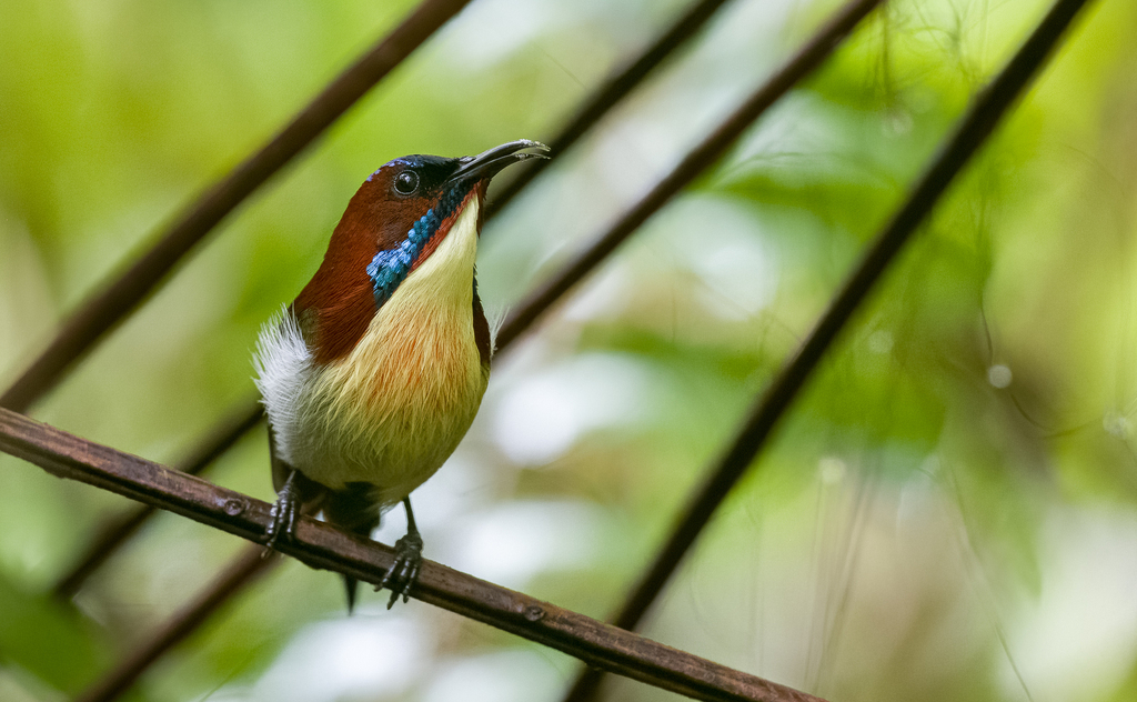 Lovely Sunbird