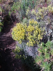 Aspalathus ericifolia