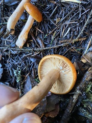Lactarius subviscidus