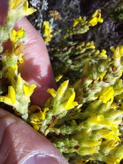 Aspalathus ericifolia