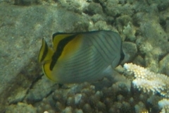 Chaetodon vagabundus