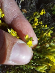 Aspalathus ericifolia