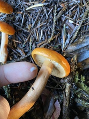 Lactarius subviscidus