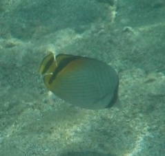 Chaetodon vagabundus