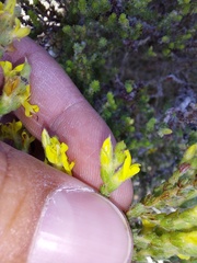Aspalathus ericifolia