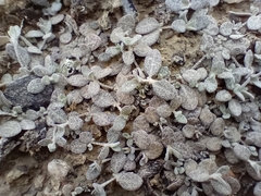 Atriplex buchananii