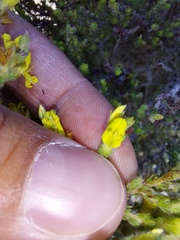 Aspalathus ericifolia