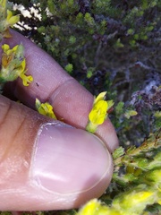 Aspalathus ericifolia