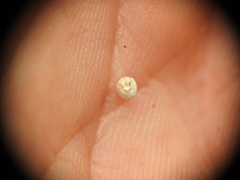 Scleria mackaviensis