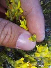 Aspalathus ericifolia