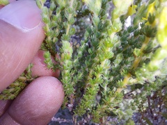 Aspalathus ericifolia