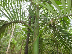 Archontophoenix alexandrae
