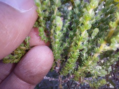 Aspalathus ericifolia