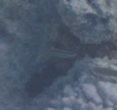 Halichoeres prosopeion