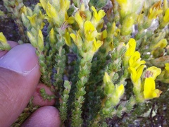 Aspalathus ericifolia