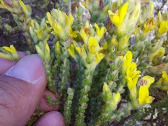 Aspalathus ericifolia