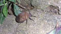 Coridius