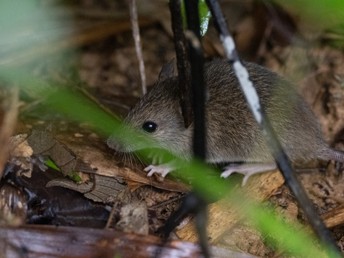 Pacific Rat (Rattus exulans)