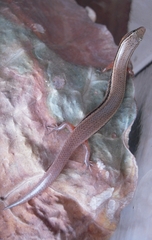 Subdoluseps bowringii