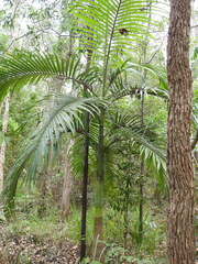 Archontophoenix alexandrae