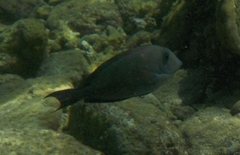 Acanthuridae