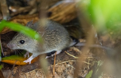 Rattus exulans
