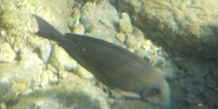 Acanthuridae