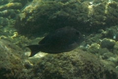 Acanthuridae