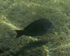 Acanthuridae