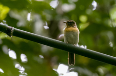 Cyornis lemprieri