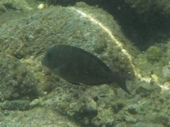 Acanthuridae
