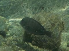 Acanthuridae